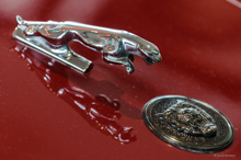 Jaguar - Kühlerfigur